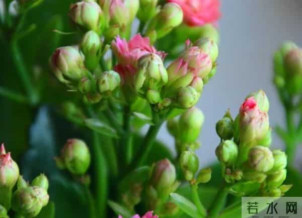 长寿花养不爆盆？学会这6招，从11月开到明年4月，花团锦簇压弯枝