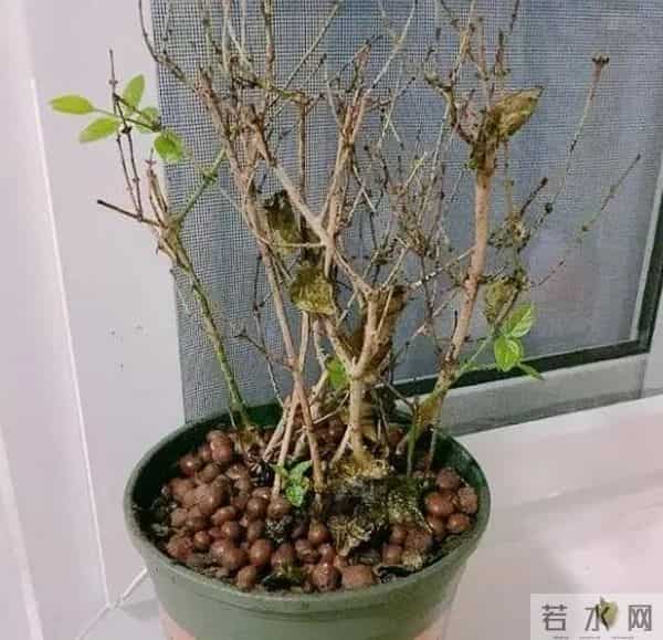 天冷就 “装死” 的4种花，开春能自己发芽，扔了真亏大了！