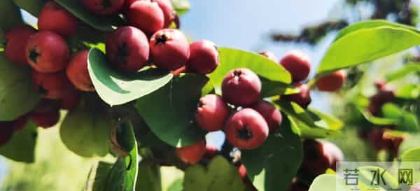 写作突破流水账的关键，是完成从“记录者”到“导演”的角色转变