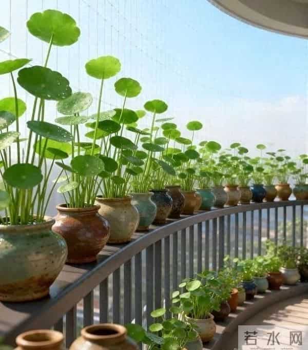 铜钱草新手攻略：3步从“养死”到“爆盆”，叶子圆得像硬币