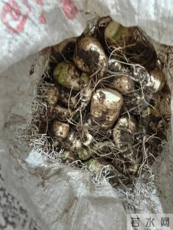 人家下雪天往家跑，而我下雪天往菜地跑，是憨了还是傻了？