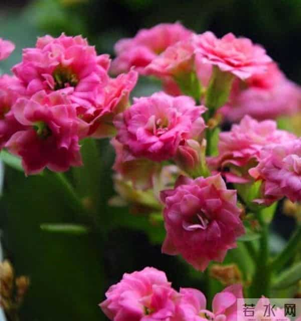 长寿花养不爆盆？学会这6招，从11月开到明年4月，花团锦簇压弯枝