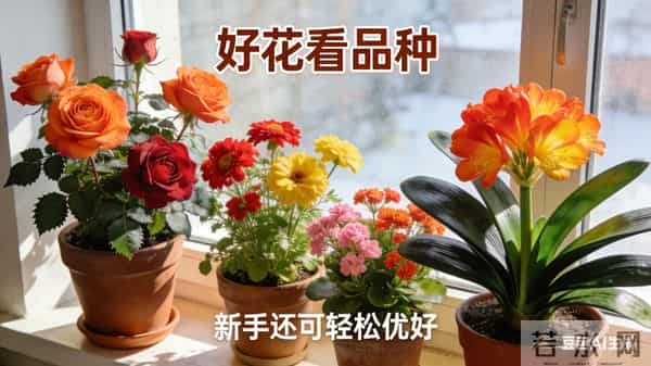 零下15℃也能开！4种“摆烂式”养花选手，新手闭眼入不踩坑