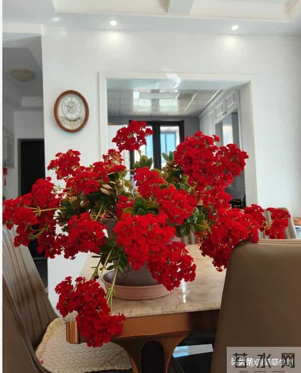 天冷了，10种花要“干养”，水多易冻伤，水少根更壮