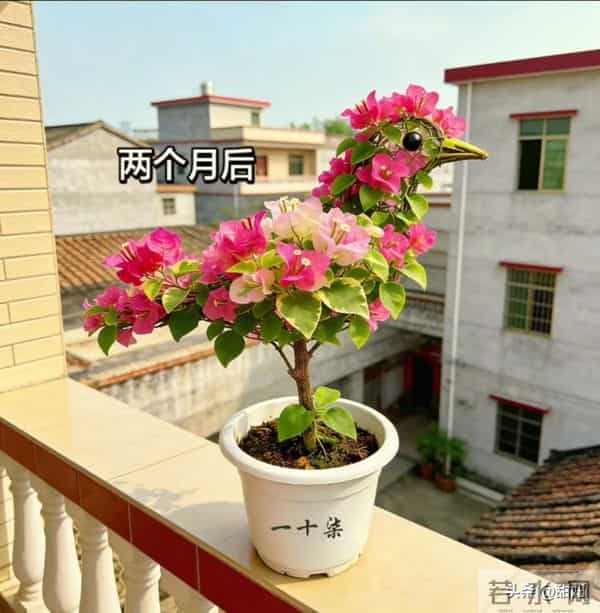 大爷的三角梅，愣是剪成了“艺术品”！开花那一刻美疯了