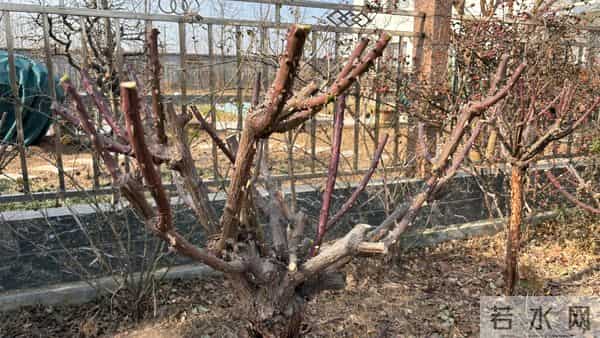 树状月季冬季这样剪，来年开出一树花