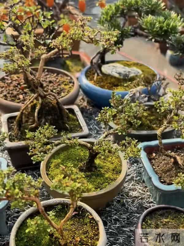 一盆装下“山野景”?爷爷亲传:3 类树桩盆景,各有各的讲究