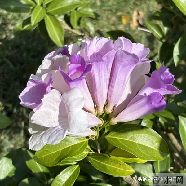 分享图片～鲜艳夺目，五光十色的蒜香藤《上汽》