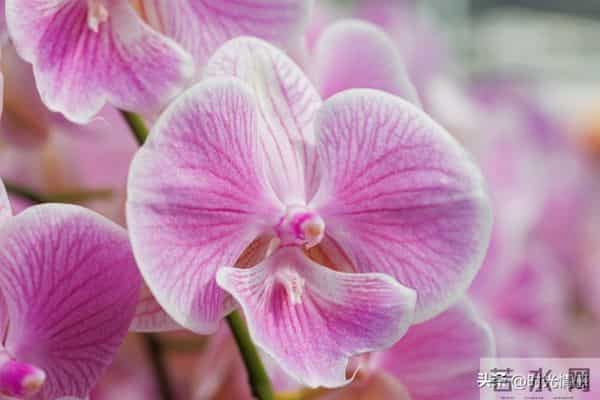 你家孩子也太旺了吧！喜鹊报喜+紫气东来，前程财运全拿捏。