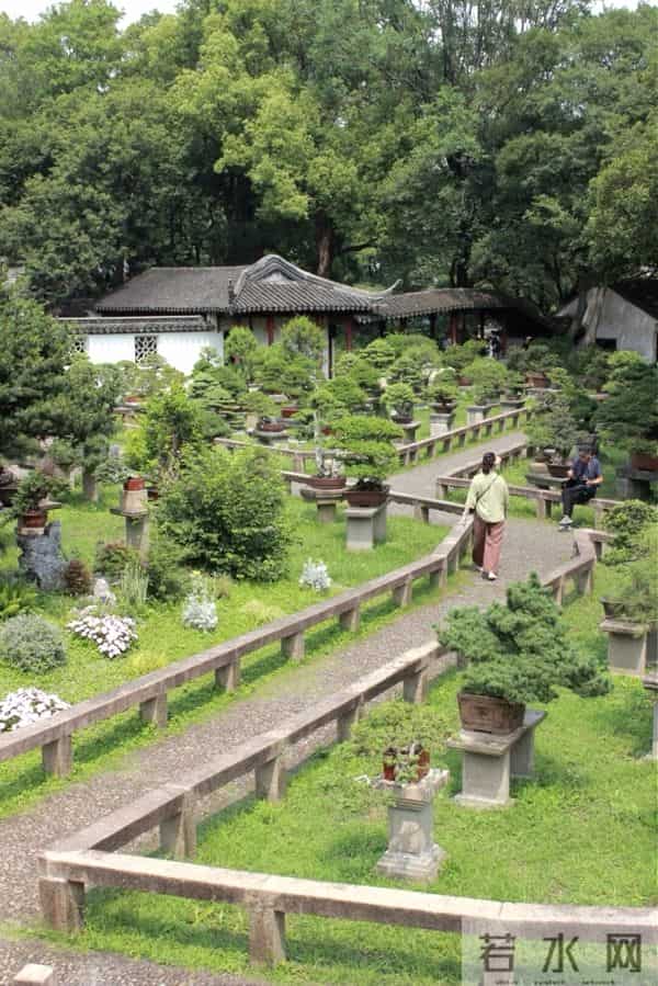 逛盆景展，赏东方美学！中国盆景有多牛？看懂盆景，审美瞬间升级