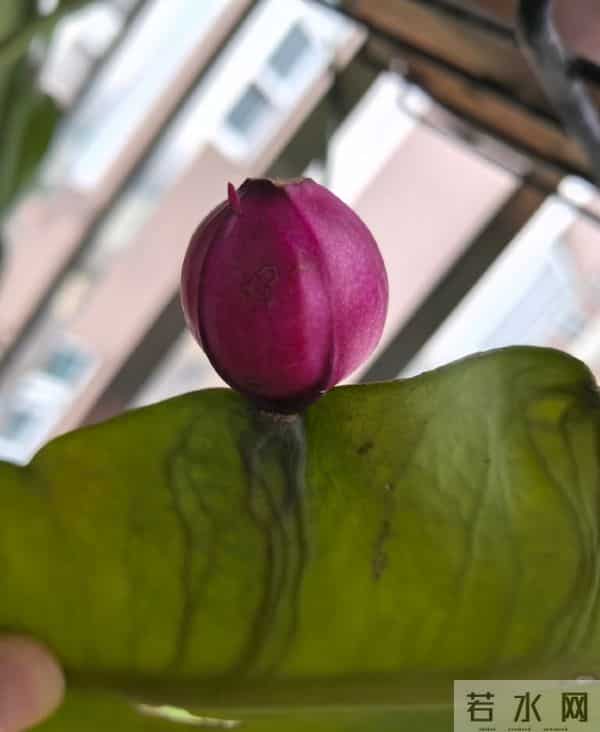 女子养5年的“昙花结果了”，犹如红宝石：晶莹剔透好美！