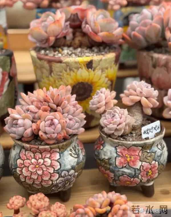 昆明的冬季,多肉状态拉满,超级漂亮,比补光灯养的还好!