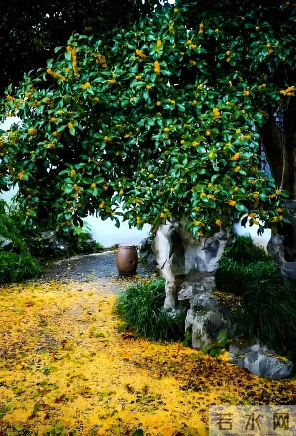 院子再小，也要种这几种花，好看好养又旺宅！