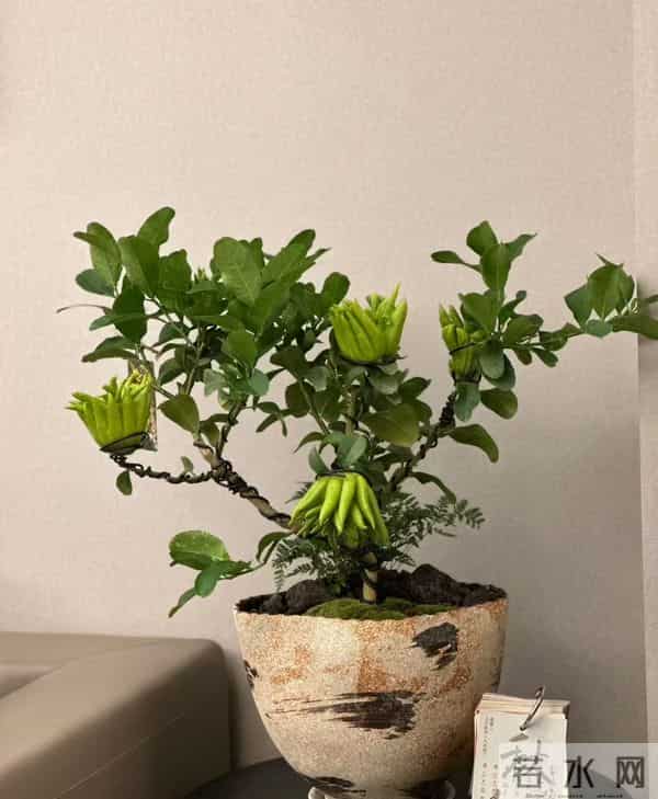 男子因入手的“红佛手”走红，红彤彤的，网友：真的成精了？