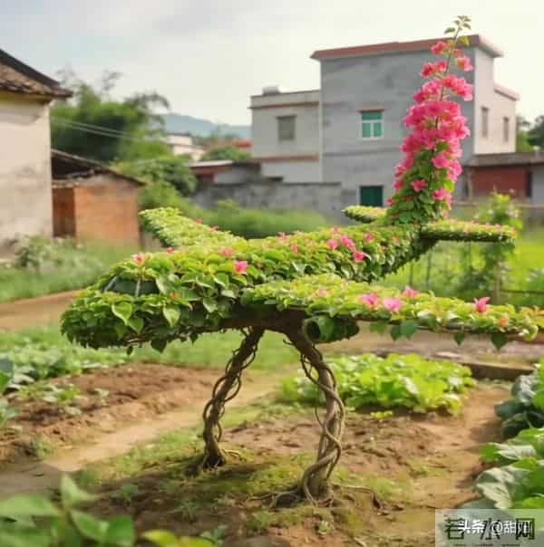 大爷的三角梅，愣是剪成了“艺术品”！开花那一刻美疯了