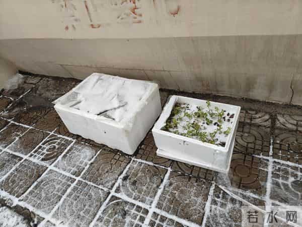 今天是2025年的第一场雪，小外孙恰逢没来，那我就借机撒撒欢吧！