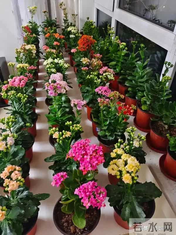 南京一大姐"太会养长寿花"走红,盆盆开成"大花球"秘诀全在这