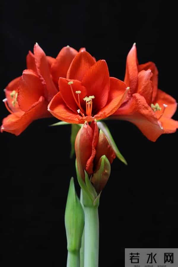 朱顶红12月催花秘籍：南北4区通用3步法，春节开花不赌运气！