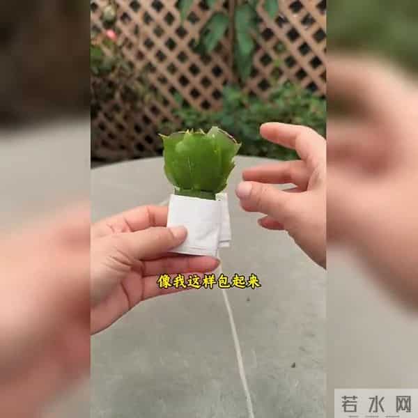 蟹爪兰扦插成活秘诀大公开