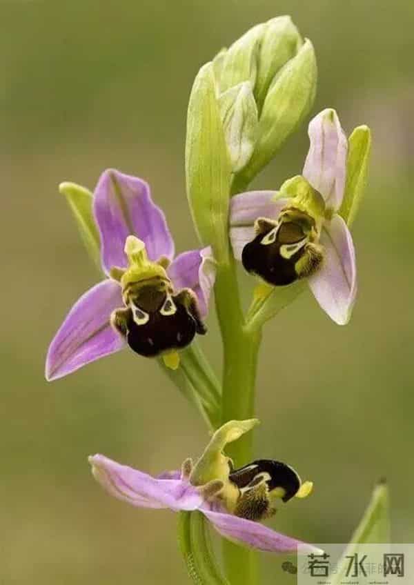 挑不出短板的热门兰,开花像小蜜蜂,耐阴皮实,北方户外也能过冬