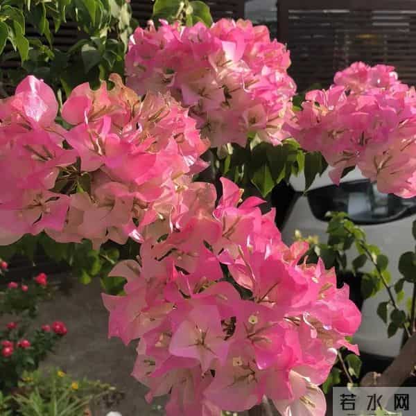 最怕冷的6种花，降温别忘给花保暖！马上做好保温措施，小心冻死