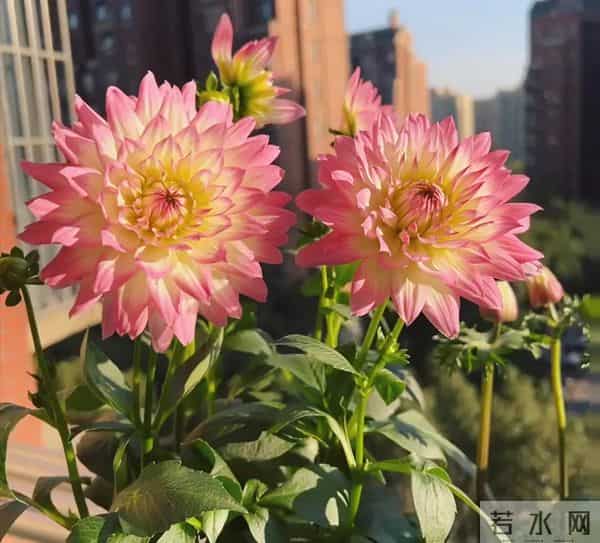 比脸大的“吉祥花”,竟然是“红薯块”长出来的!