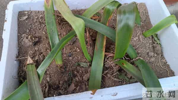 六路奔向寒冬来，一齐走过鲜花开，朱顶红的安全越冬对策