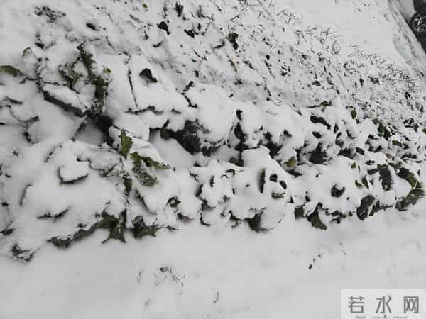 今天是2025年的第一场雪，小外孙恰逢没来，那我就借机撒撒欢吧！