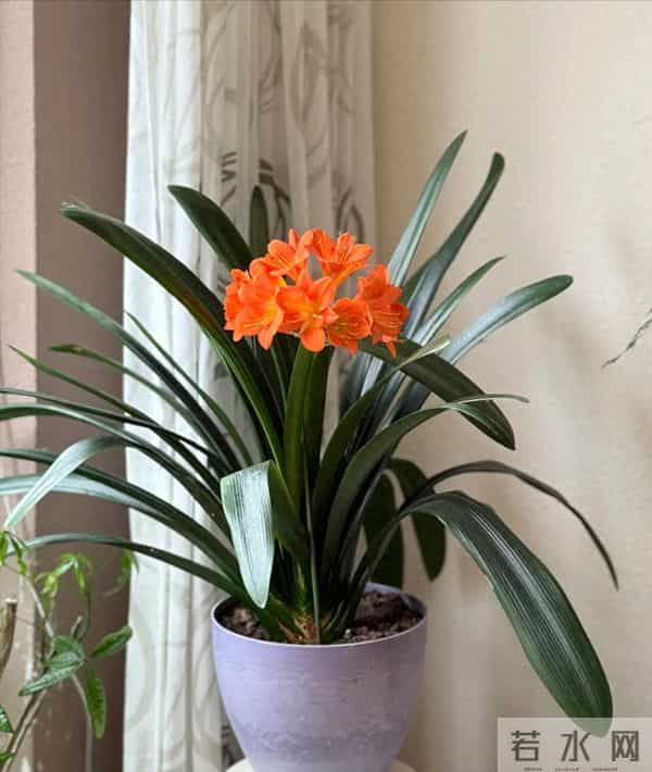 君子兰已被拉入黑名单，原因有4个，花友们别再养了