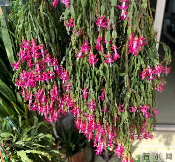 蟹爪兰不开花，狠心掐一掐，两周冒花苞