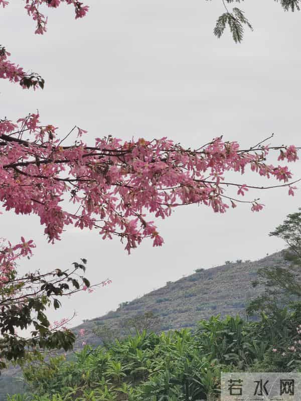 花开烂漫尽情艳