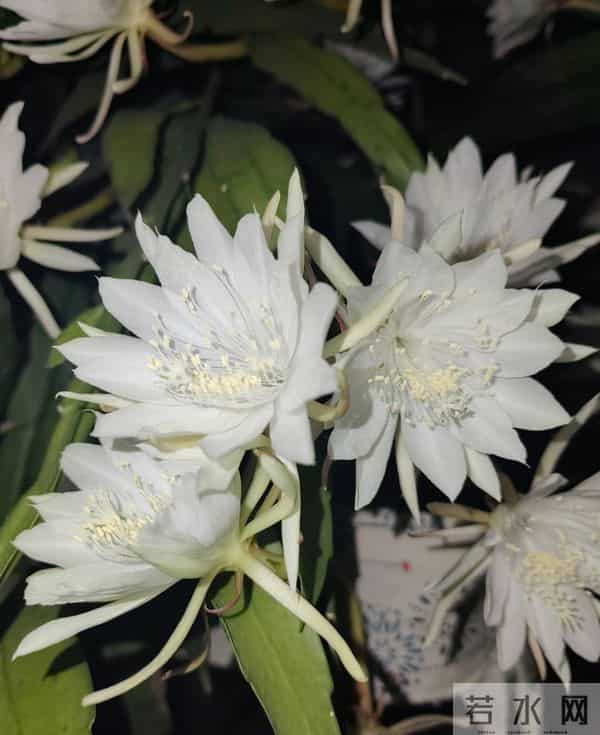 女子养5年的“昙花结果了”，犹如红宝石：晶莹剔透好美！