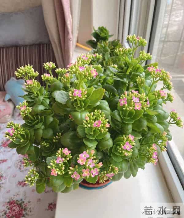 天冷了，10种花要“干养”，水多易冻伤，水少根更壮