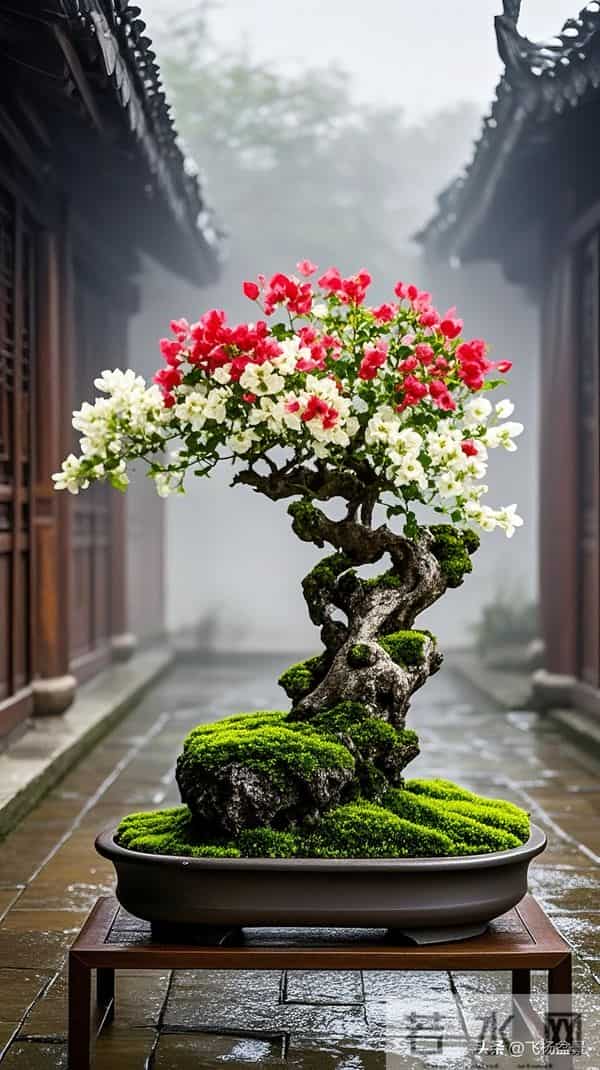 唯美风中式庭院盆景欣赏