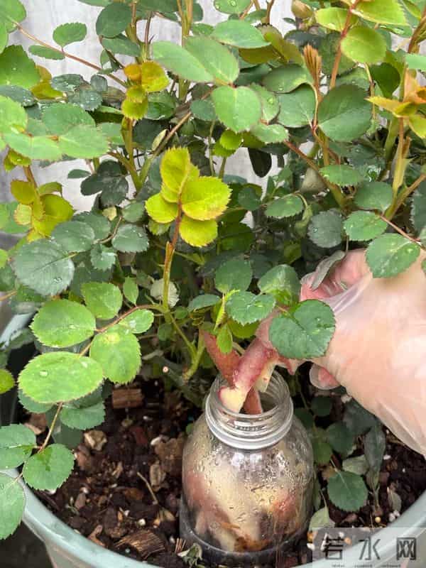 广东女子把死鱼埋进土里,万万没想到,那盆花长疯了!