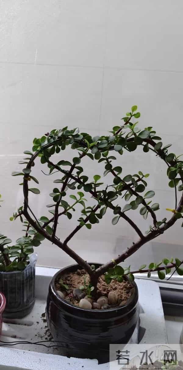 女子因金枝玉叶“太会造型”走红，盆盆是精品，网友：真是高手！