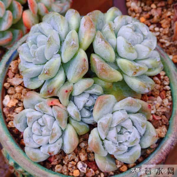 谁说冰玉养久了就能黄透养了五年还这个样，还有不出状态的纯爱