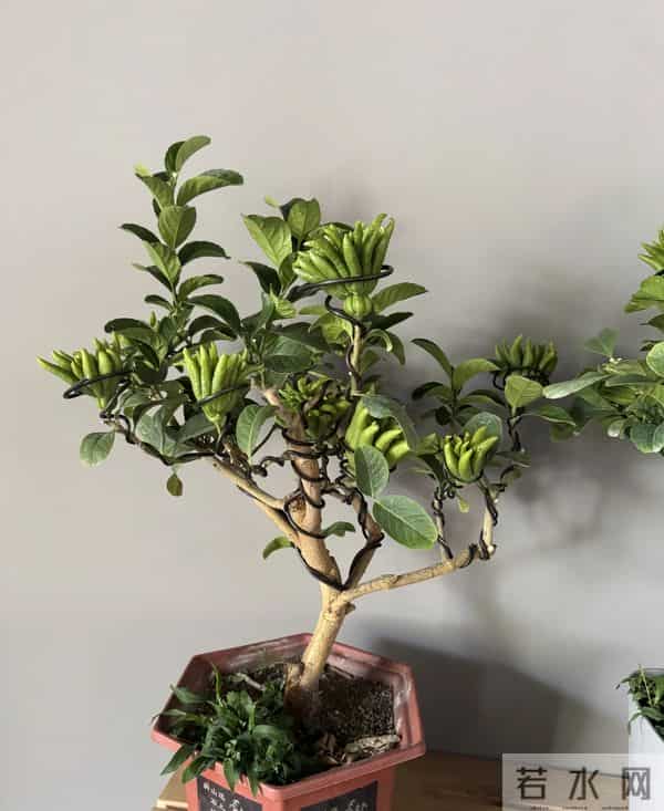 男子因入手的“红佛手”走红，红彤彤的，网友：真的成精了？