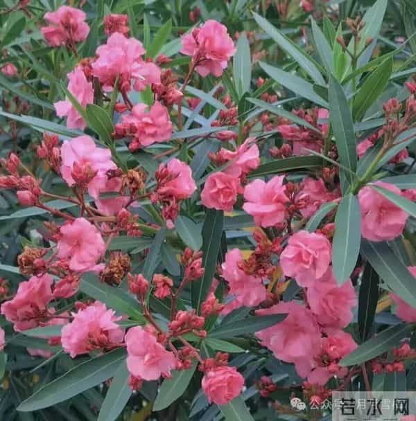 俗话说：“阳台有4花，人穷不发家”到底是哪4花？很多人还不了解