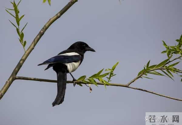 喜鹊临门，好运连连！你的善报来了，收下福泽全家