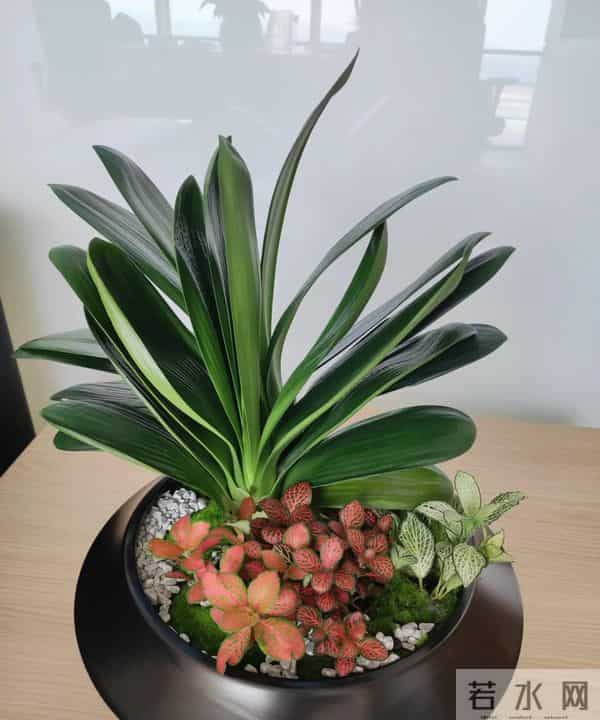 北方君子兰十二月养护精要：低温下的蓄能、抽箭与华丽绽放