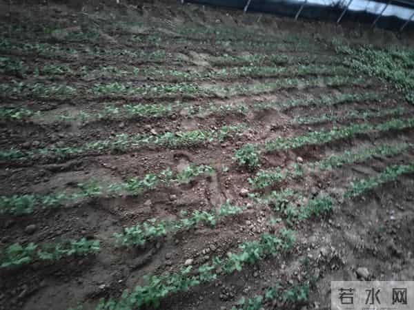 人家下雪天往家跑，而我下雪天往菜地跑，是憨了还是傻了？