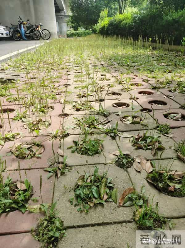 家有院子，别只种花了！种上中草药，好看实用又养生~