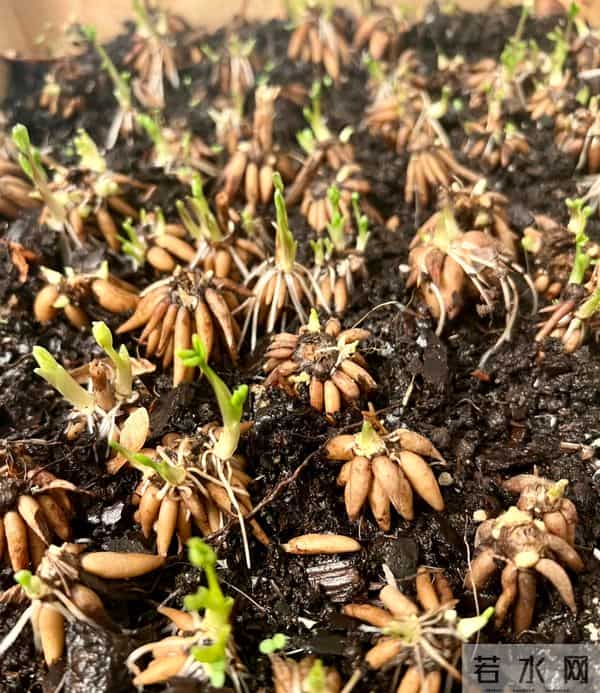 江苏一姐姐，盆栽“洋牡丹太美了”仙气十足：好靓！如何养爆？