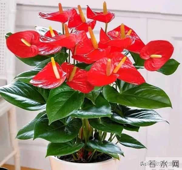 这十种年宵花，花色美，寓意好，富贵吉祥 ，好运连连