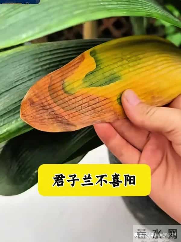君子兰养护口诀-君子兰喜干旱，浇水一多根就烂；君子兰不喜……
