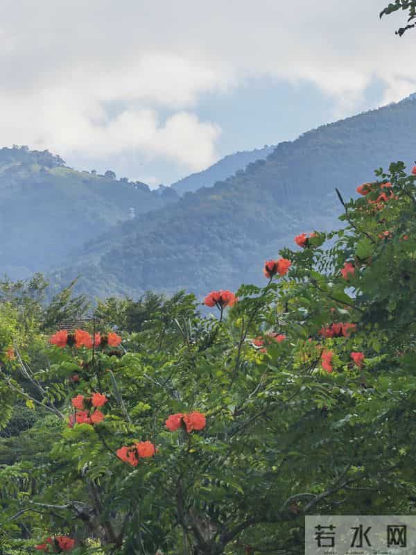 花开烂漫尽情艳