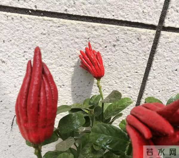 男子因入手的“红佛手”走红，红彤彤的，网友：真的成精了？
