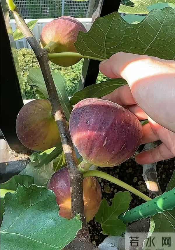 无敌了!女孩“矿泉水瓶种无花果”,结了几十个果子,软糯可口~