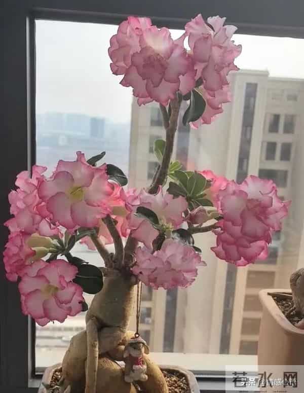 这5种花不要“换大盆”，小盆“憋着养”，疯狂冒花苞